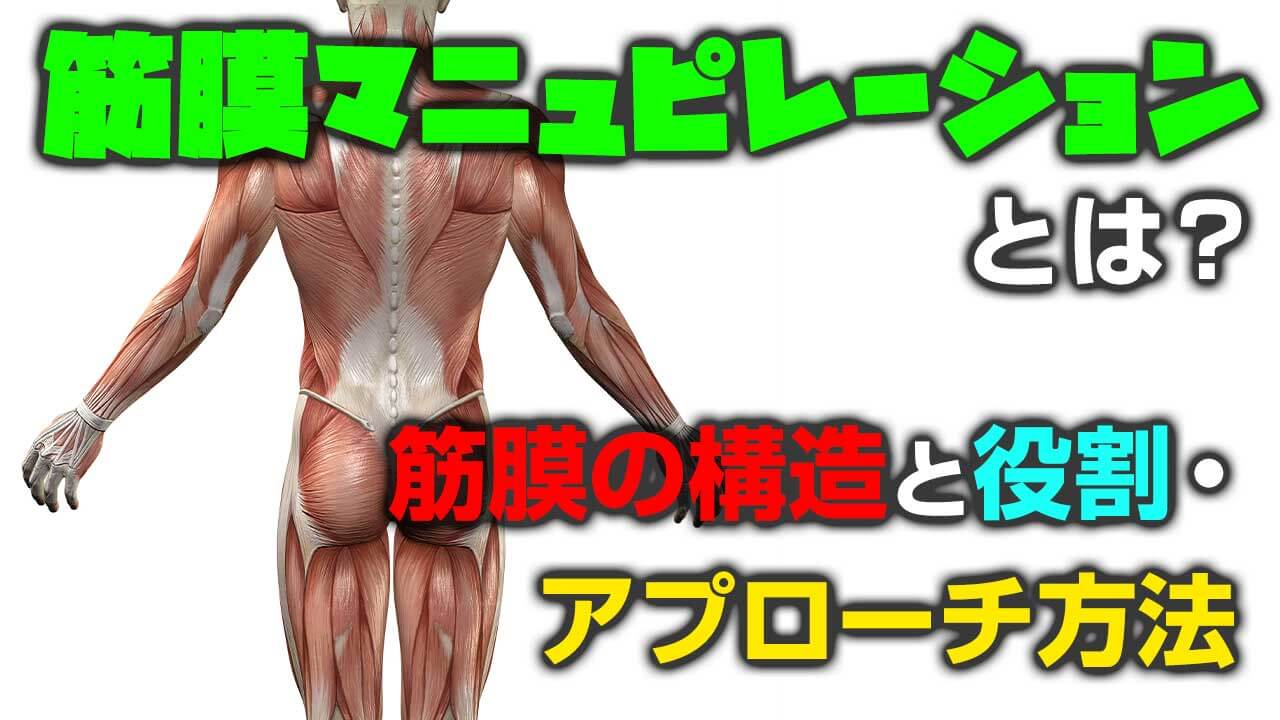 筋膜マニュピレーションとは？ 筋膜の構造と役割・アプローチ